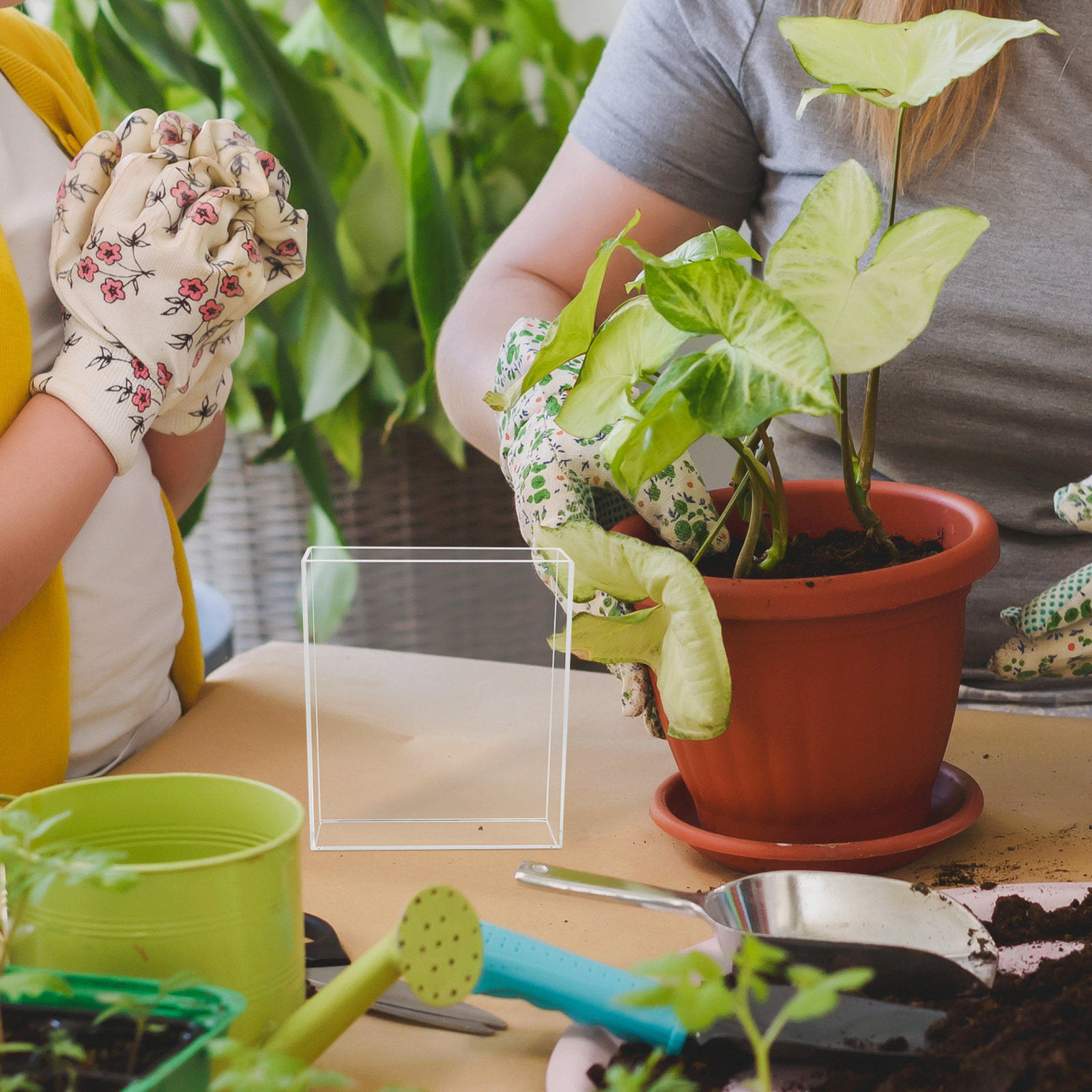 Kids Root Viewer Growing Plant - Parent Of Plant のレビューと価格