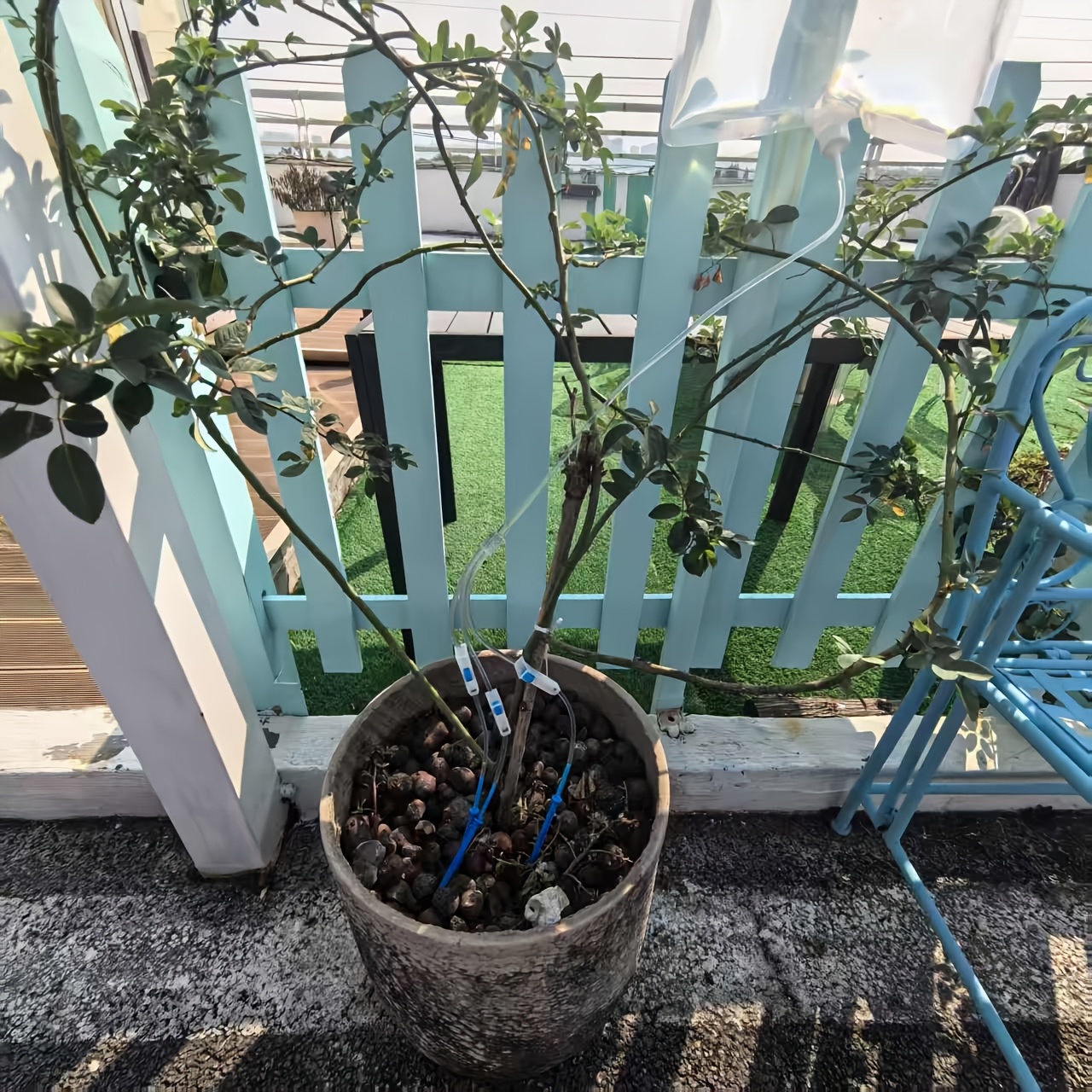 Automatic Watering Dripper,Adj - Plant Parent Kit のレビューと価格