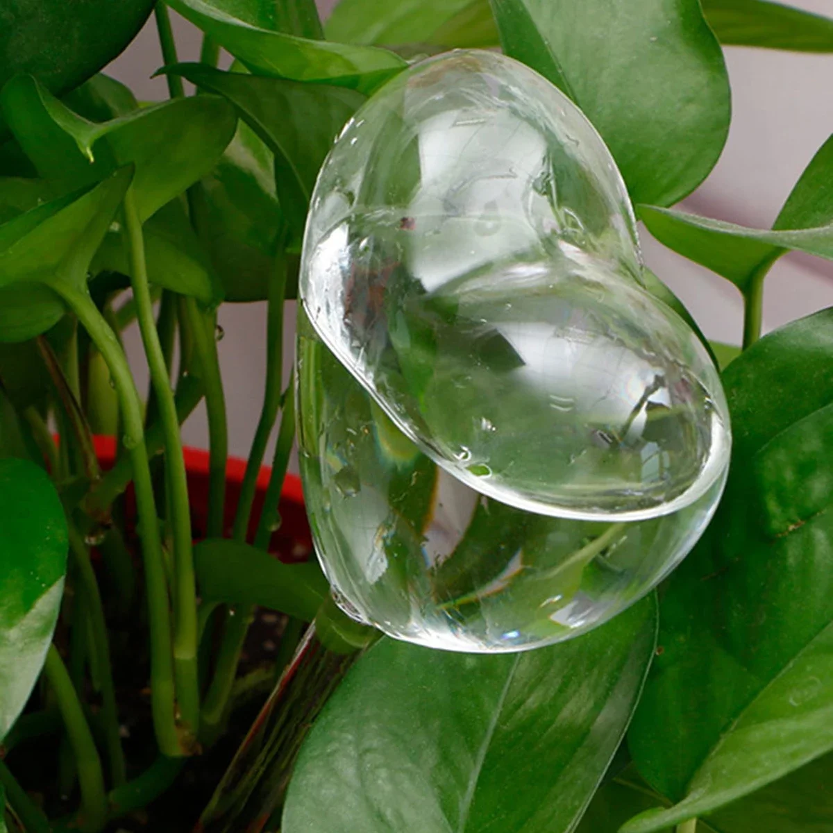 1pc Automatic Plant Watering B - Plant Parent Kit のレビューと価格