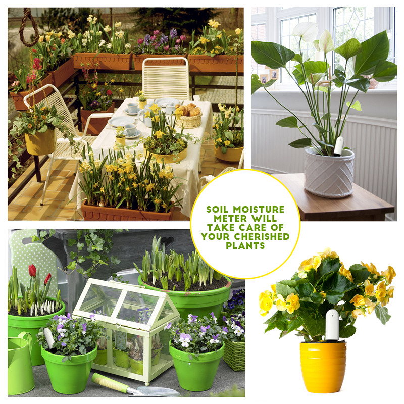HHCC Xiaomi Flower Care Smart  - Plant Parent App のレビューと価格